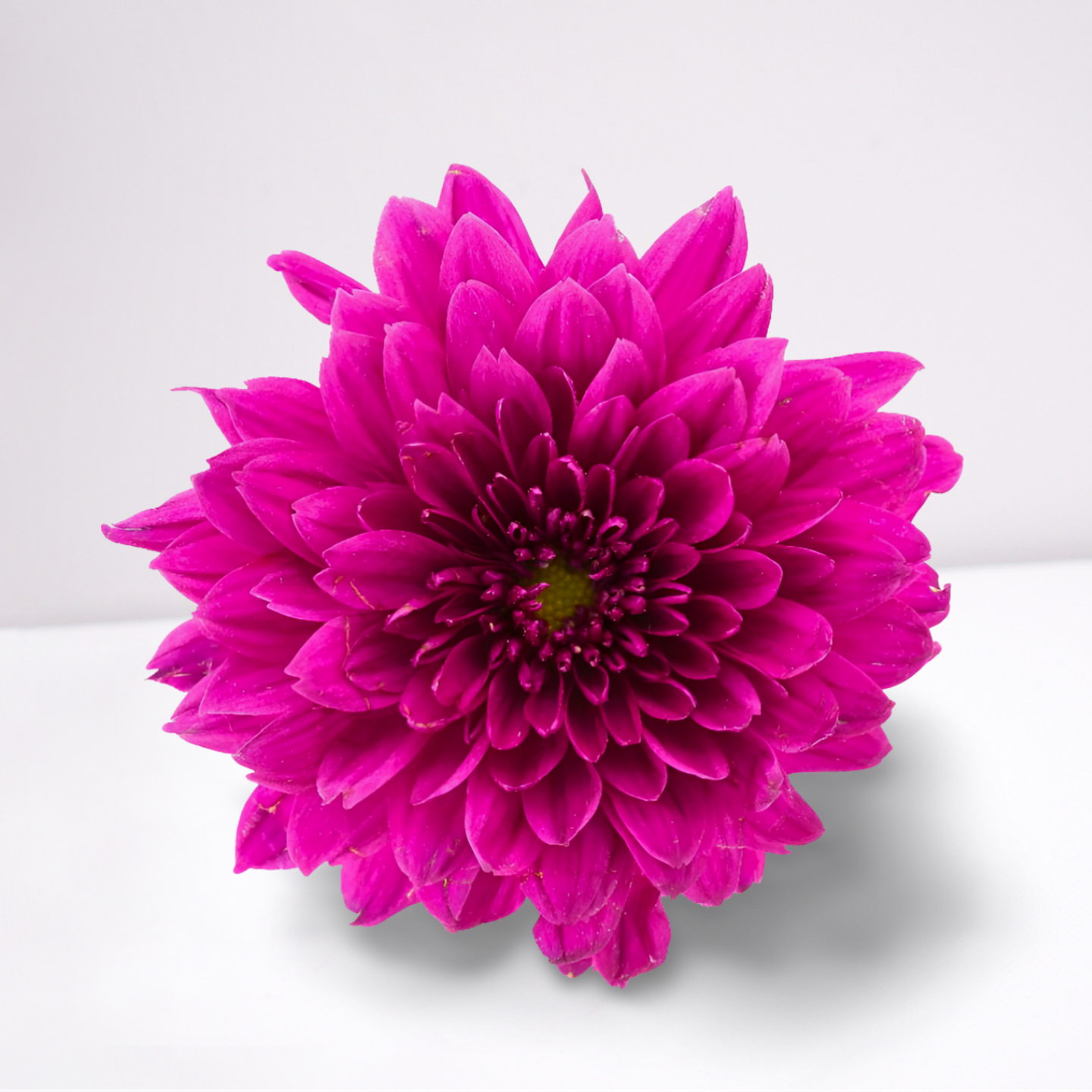 Vibrant Dahlia Bloom